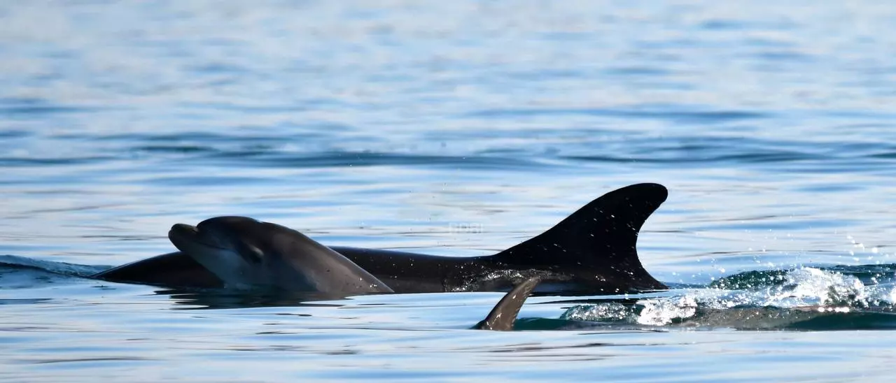 Delfines arroaces en la ría de Muros-Noia, avistamiento desde el puerto